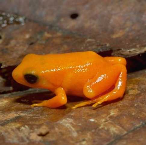  Mantella aurantiaca ID = 