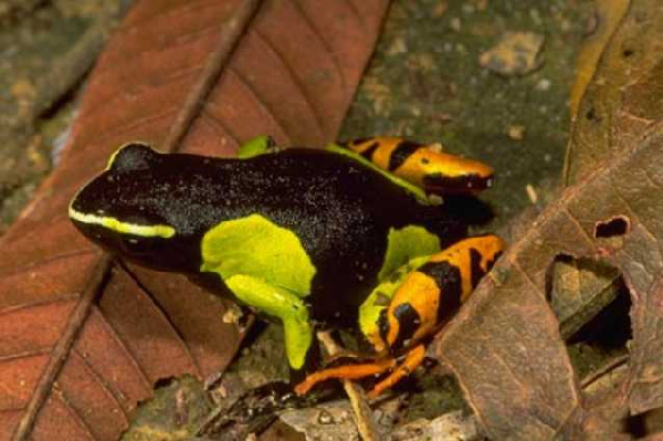  Mantella baroni ID = 