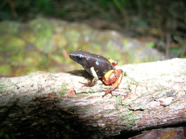  Mantella bernhardi ID = 