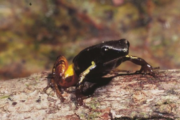  Mantella bernhardi ID = 