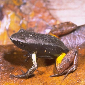  Mantella bernhardi ID = 