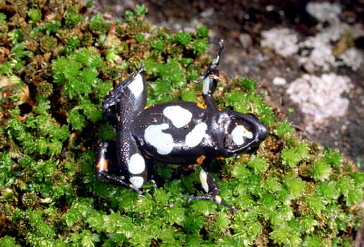  Mantella cowanii ID = 