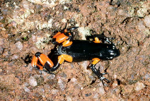  Mantella cowanii ID = 