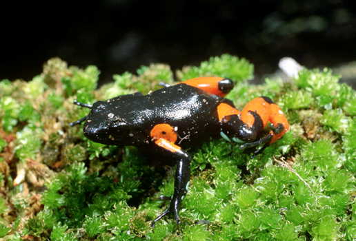  Mantella cowanii ID = 