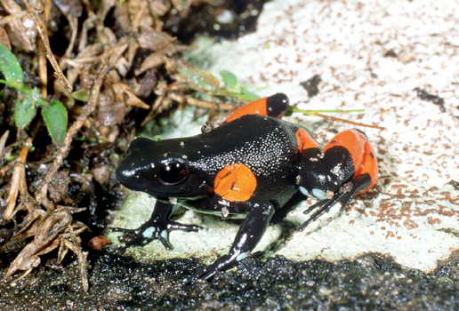  Mantella cowanii ID = 