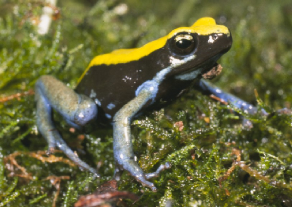  Mantella expectata ID = 