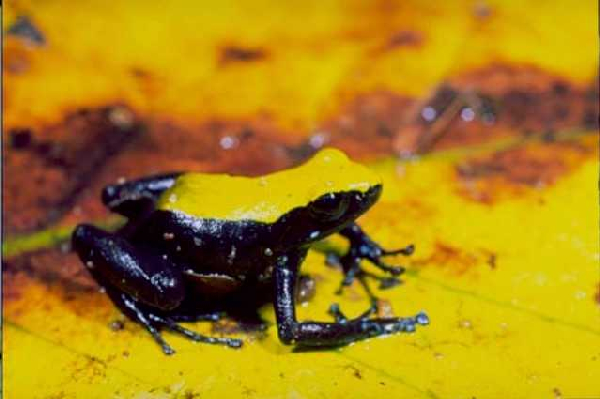  Mantella laevigata ID = 