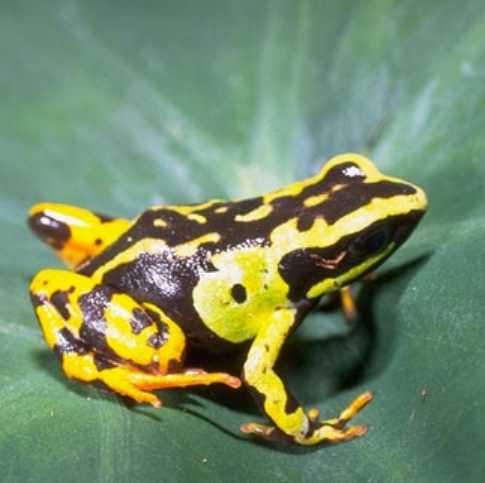  Mantella madagascariensis ID = 