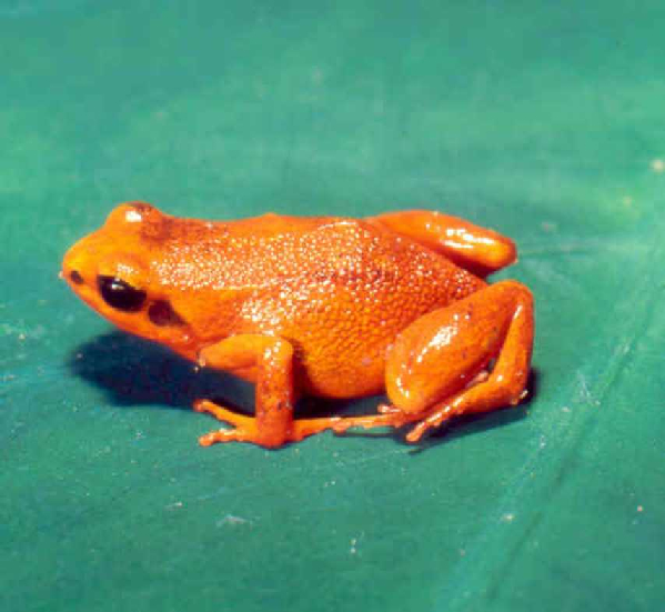  Mantella milotympanum ID = 