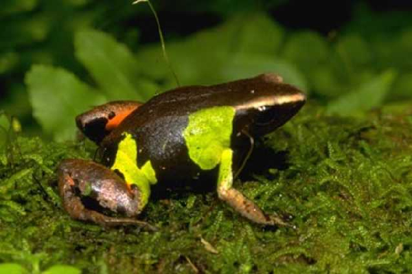  Mantella pulchra ID = 