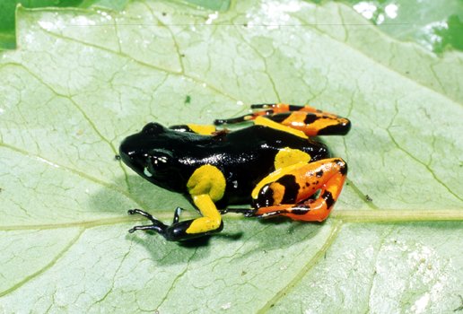  Mantella sp. ID = 