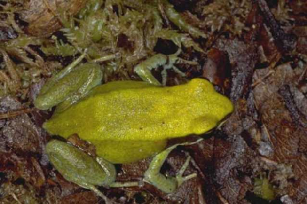  Mantella viridis ID = 