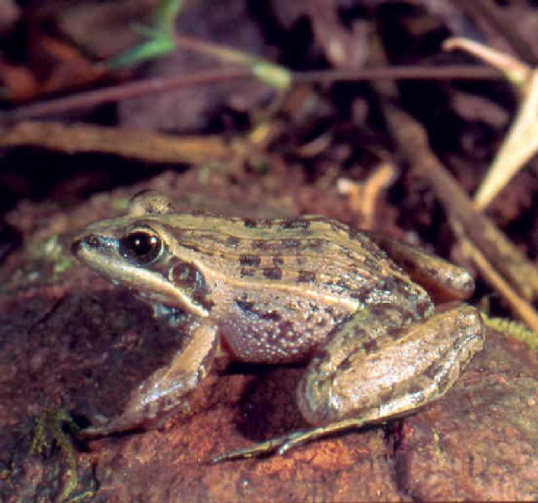  Ptychadena mascareniensis ID = 