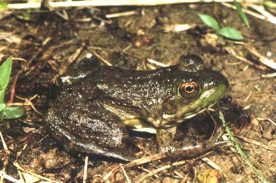  Rana catesbeiana ID = 