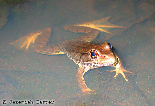  Rana sylvatica ID = 