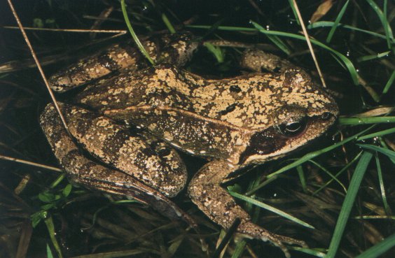  Rana temporaria ID = 