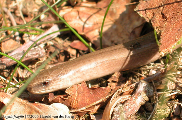  Anguis fragilis ID = 