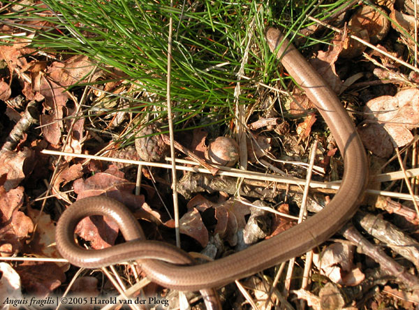  Anguis fragilis ID = 