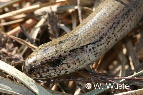  Anguis fragilis ID = 