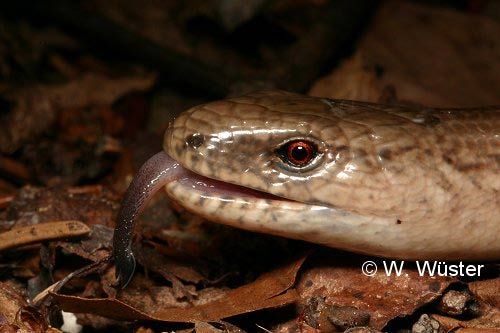  Anguis fragilis ID = 