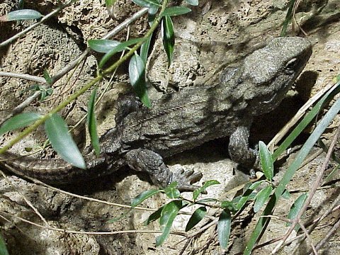  Sphenodon punctatus ID = 