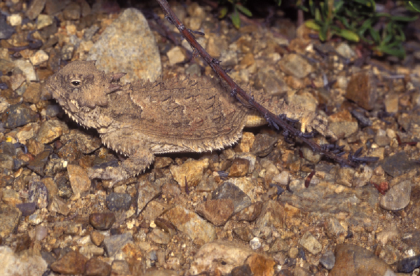  Phrynosoma coronatum ID = 