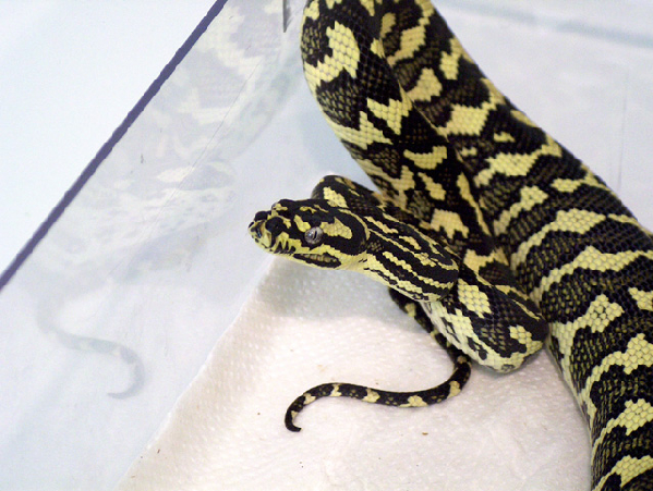  Morelia spilota cheynei ID = 