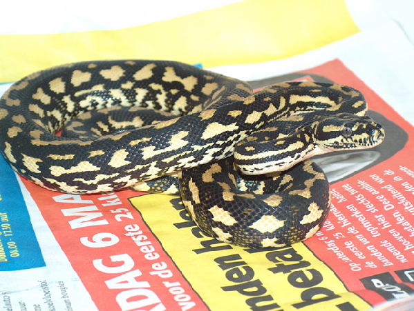  Morelia spilota cheynei ID = 