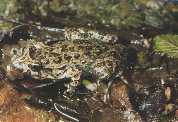  Discoglossus sardus ID = 
