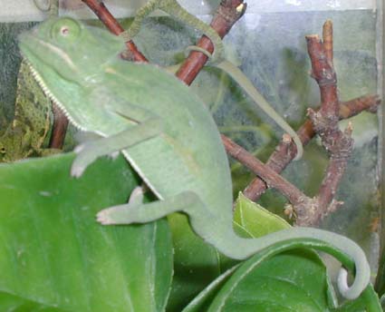  Chamaeleo calyptratus ID = 