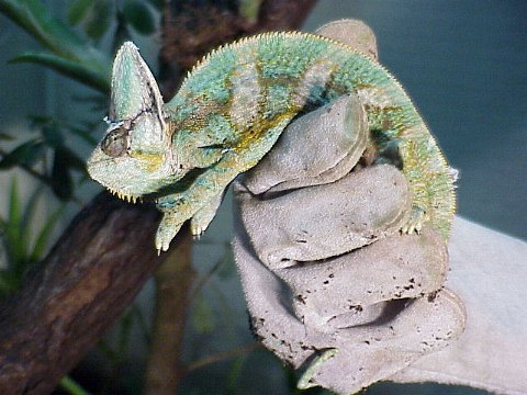  Chamaeleon calyptratus ID = 