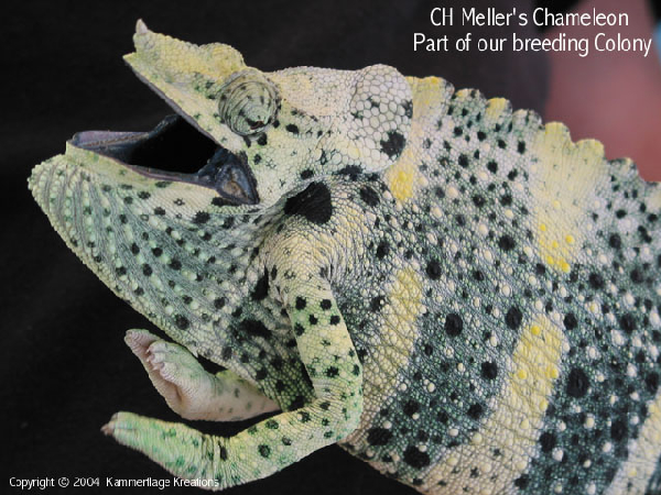  Chamaeleo melleri ID = 