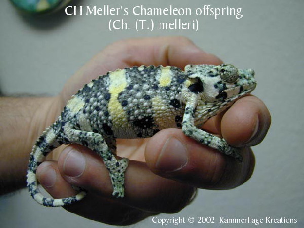  Chamaeleo melleri ID = 