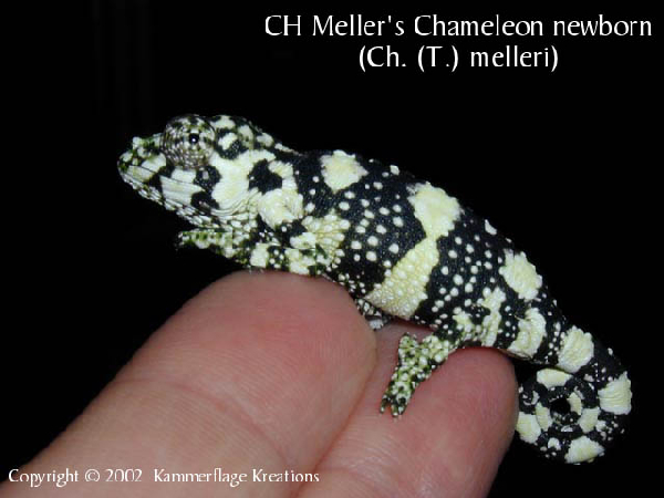  Chamaeleo melleri ID = 