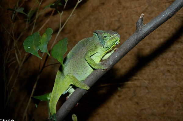  Chamaeleo AUADRICORNIS ID = 