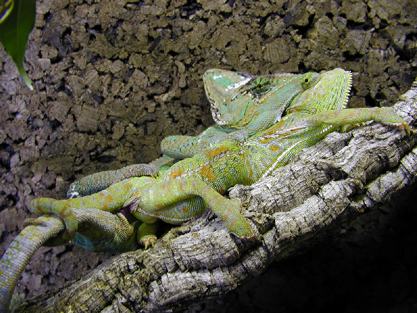  Chamaeleo calyptratus ID = 