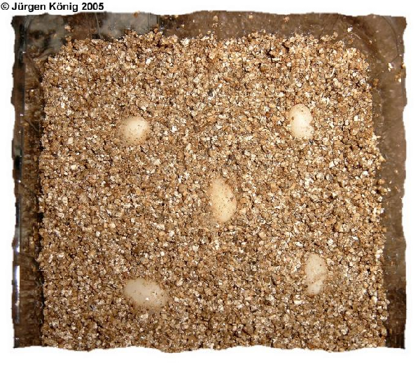  Chamaeleo calyptratus ID = 