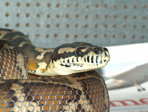  Morelia spilota variegata ID = 