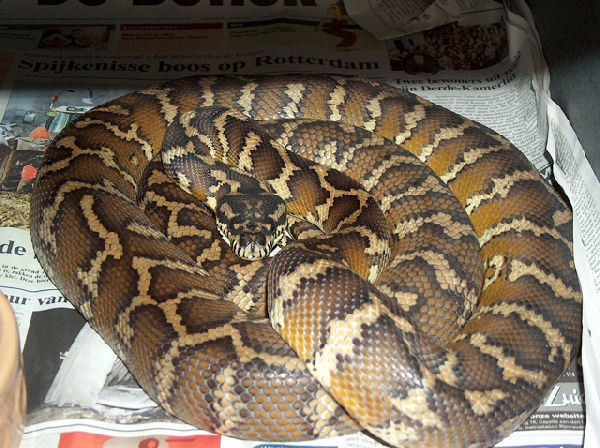  Morelia spilota variegata ID = 