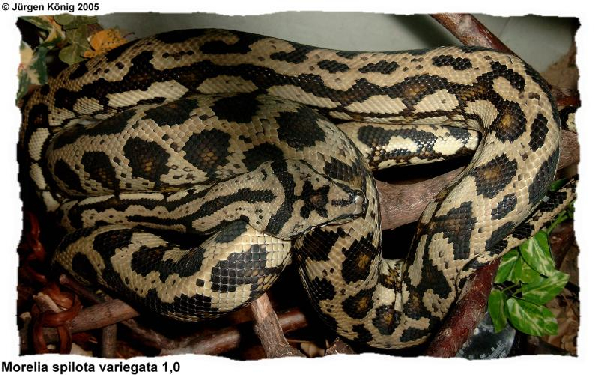  Morelia spilota variegata ID = 