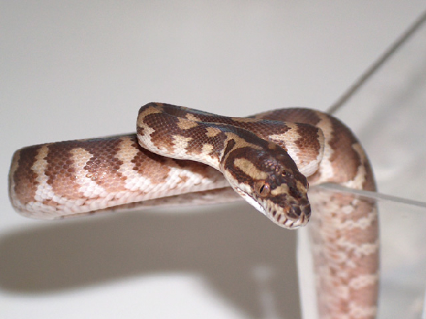  Morelia spilota variegata ID = 