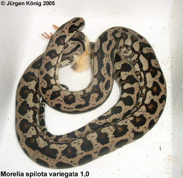  Morelia spilota variegata ID = 