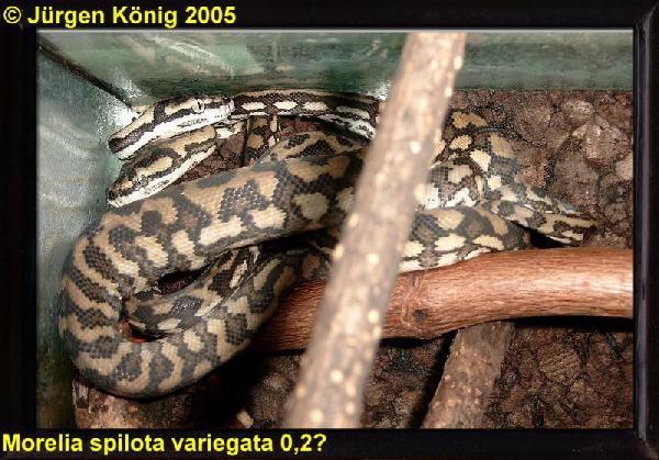  Morelia spilota variegata ID = 