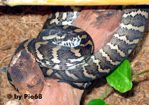  Morelia spilota variegata ID = 