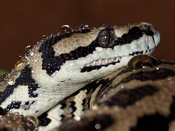  Morelia spilota variegata ID = 