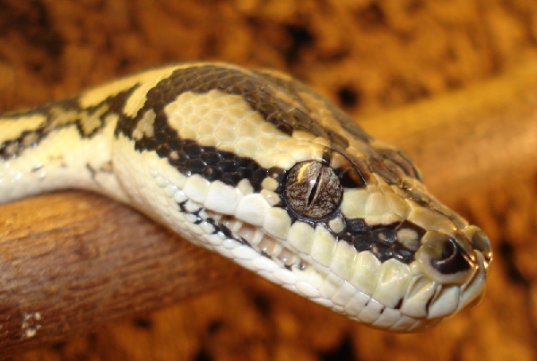  0.1 Morelia spilota variegata ID = 