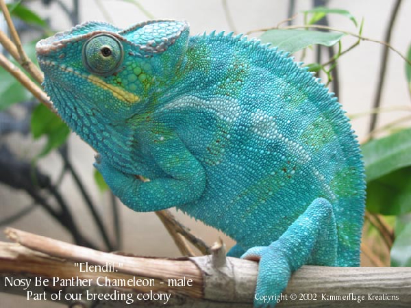  Furcifer pardalis ID = 