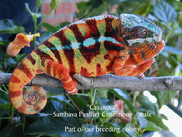  Furcifer pardalis ID = 