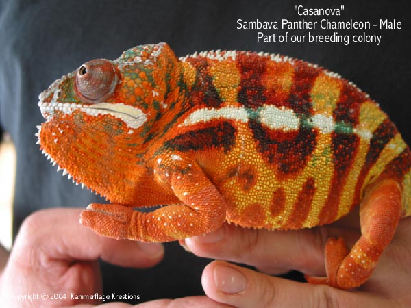  Furcifer pardalis ID = 