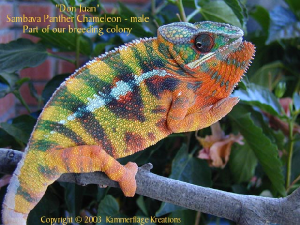  Furcifer pardalis ID = 